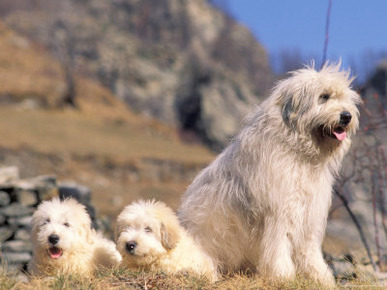 Domestic Dogs, Yugoslavian Shepherd Dog with Two Puppies