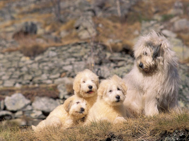 Domestic Dogs, Yugoslavian Shepherd Dog Looking at Her Three Puppies
