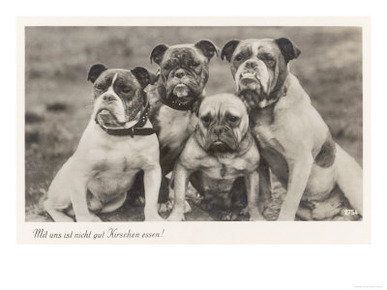 Group of Four Bulldogs Sitting Close Together
