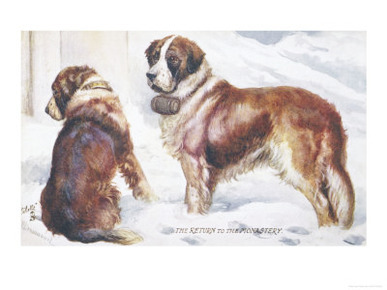 Two St. Bernard Rescue Dogs in the Alpine Snow