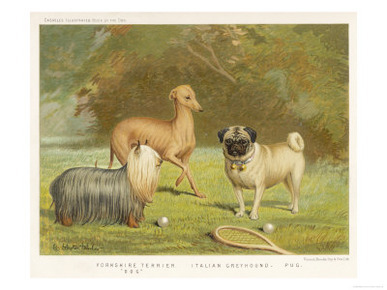 Three Toy Dogs, a Pug an Italian Greyhound and a Yorkshire Terrier