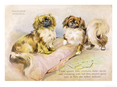 Two Pekingese Dogs and a Pink Cushion