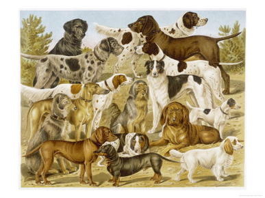 Large Assortment of Dogs: Including:Hounds Setters and Spaniels
