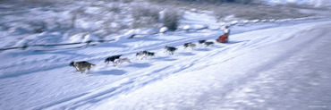 Dogs Pulling a Sled Across Snow, Wyoming, USA