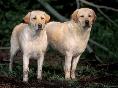Domestic Dogs, Two Labrador Retrievers