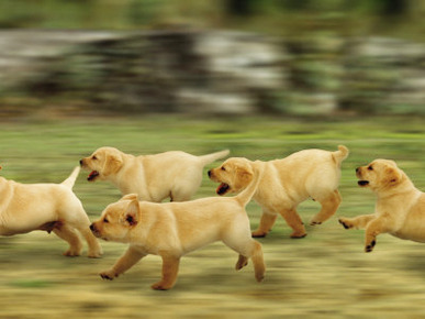 Domestic Dogs, Labrador Puppies Running