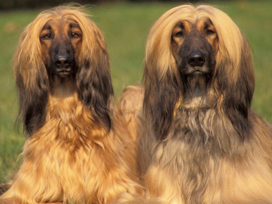 Domestic Dogs, Two Afghan Hounds