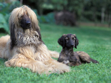 Domestic Dogs, Afghan Hound Lying on Grass with Puppy