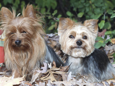 Yorkshire Terrier Dogs, One Clipped, Illinois, USA