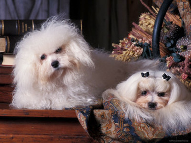 Domestic Dogs, Two Maltese Dogs, One Groomed and the Other Ungroomed