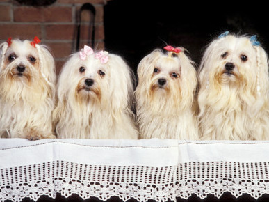 Domestic Dogs, Four Maltese Dogs Sitting in a Row, All with Bows in Their Hair