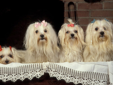 Four Maltese Dogs Sitting Together with One Lying Down