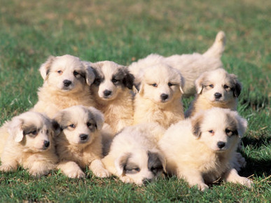 Domestic Dogs, Group of Eight Pyrenean Mountain Dog Puppies