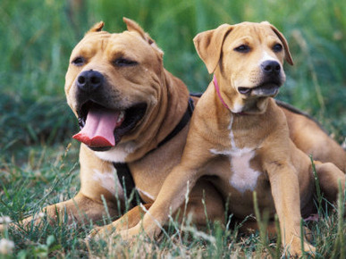 Domestic Dogs, Pit Bull Terrier with Puppy