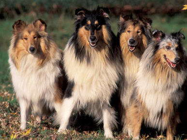 Domestic Dogs, Four Rough Collies Sitting Together