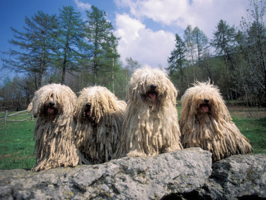 Domestic Dogs, Four Pulik / Hungarian Water Dogs Sitting Together on a Rock