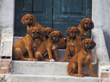 Domestic Dogs, Seven Rhodesian Ridgeback Puppies Sitting on Steps