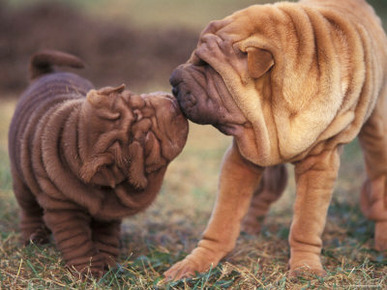 Domestic Dogs, Shar Pei Puppy and Parent Touching Noses