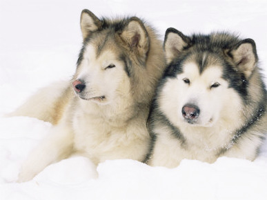 Two Alaskan Malamute Dogs, USA