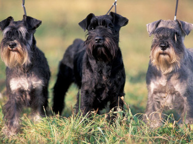 Domestic Dogs, Three Miniature Schnauzers on Leads