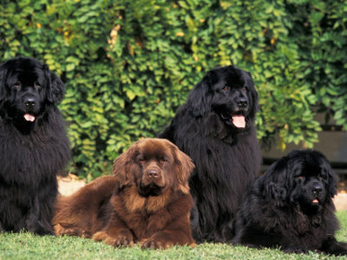 Domestic Dogs, Four Newfoundland Dogs Resting on Grass