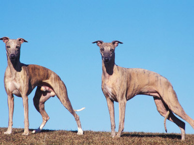 Domestic Dogs, Two Whippets Standing Together