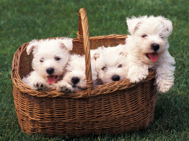 Domestic Dogs, Four West Highland Terrier / Westie Puppies in a Basket