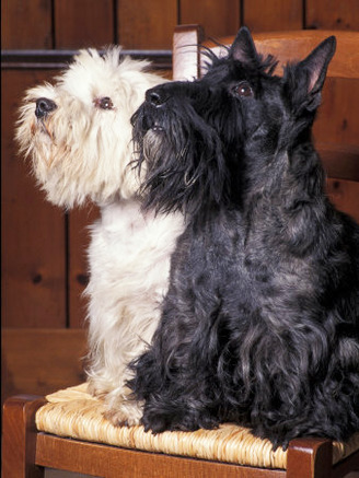 Domestic Dogs, West Highland Terrier / Westie Sitting on a Chair with a Black Scottish Terrier