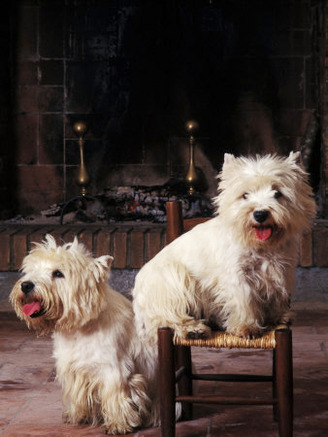 Domestic Dogs, Two West Highland Terriers / Westies, One Sitting on a Chair