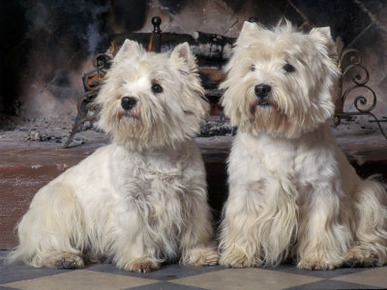 Domestic Dogs, Two West Highland Terriers / Westies Sitting Together