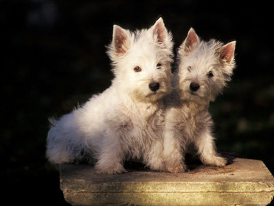 Domestic Dogs, Two West Highland Terrier / Westie Puppies Sitting Together