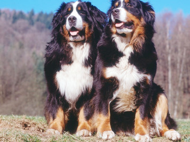 Two Bernese Mountains Dogs