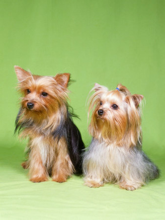 Dogs, Two Yorkshire Terriers
