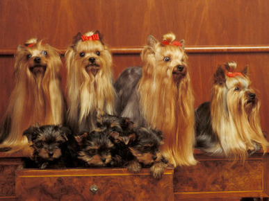 Domestic Dogs, Four Yorkshire Terriers with Four Puppies in a Drawer