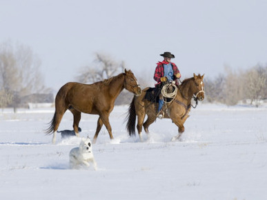 Cowboy Leading Sorrel Quarter Horse Geldings, with Two Mixed Breed Dogs, Longmont, Colorado, USA