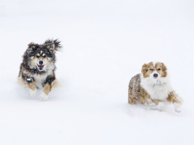 Female Red Merle and Red Tricolor Australian Shepherd Dogs Running in Snow, Longmont, Colorado, USA