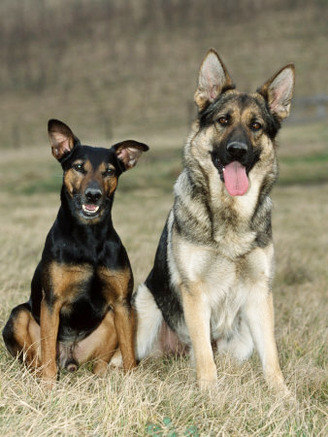 German Shepherd and Mixed Breed Dogs