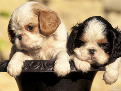 Domestic Dogs, Two King Charles Cavalier Spaniel Puppies in Pot