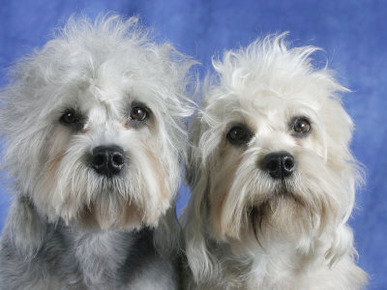 Two Dandie Dinmont Terrier Dogs