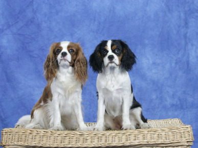 Dogs, Two Cavalier King Charles Spaniels on Basket