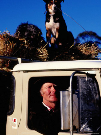 Farmer in Ute with Dogs, Mansfield, Victoria, Australia
