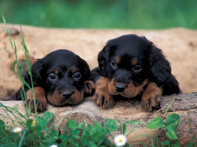 Domestic Dogs, Two Gordon Setter Puppies Resting on Log