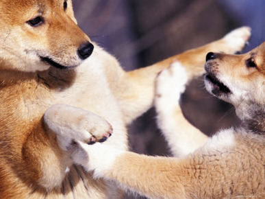 Domestic Dogs, Two Young Shiba Inus Playfighting
