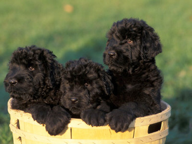 Domestic Dogs, Three Russian Black Terrier Puppies in a Basket