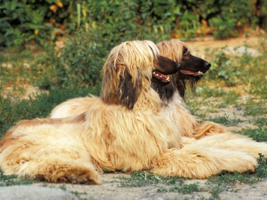 Domestic Dogs, Two Afghan Hounds Lying Side by Side