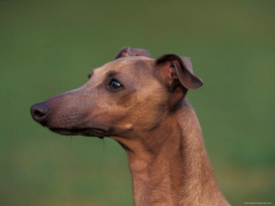 Domestic Dogs, Whippet Portrait