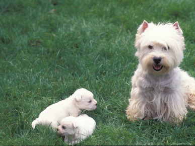 Domestic Dogs, West Highland Terrier / Westie with Two Young Puppies