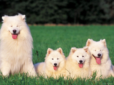 Domestic Dogs, Samoyed Family Panting and Resting on Grass