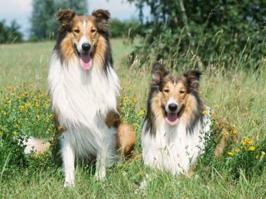 Two Collie Dogs