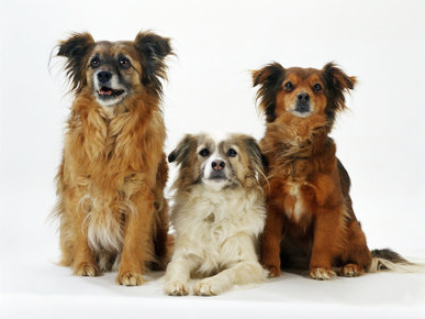Mixed Breed Dogs
